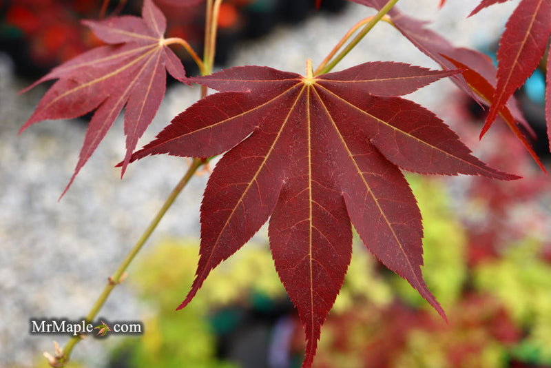 - Acer palmatum 'Umegae' Japanese Maple - Mr Maple │ Buy Japanese Maple Trees