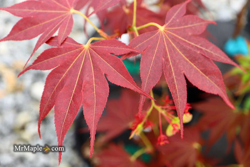 - Acer palmatum 'Umegae' Japanese Maple - Mr Maple │ Buy Japanese Maple Trees