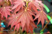- Acer palmatum 'Umegae' Japanese Maple - Mr Maple │ Buy Japanese Maple Trees