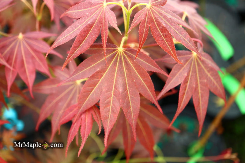 - Acer palmatum 'Umegae' Japanese Maple - Mr Maple │ Buy Japanese Maple Trees