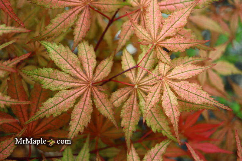 - Acer palmatum 'Uncle Ghost' Japanese Maple - Mr Maple │ Buy Japanese Maple Trees