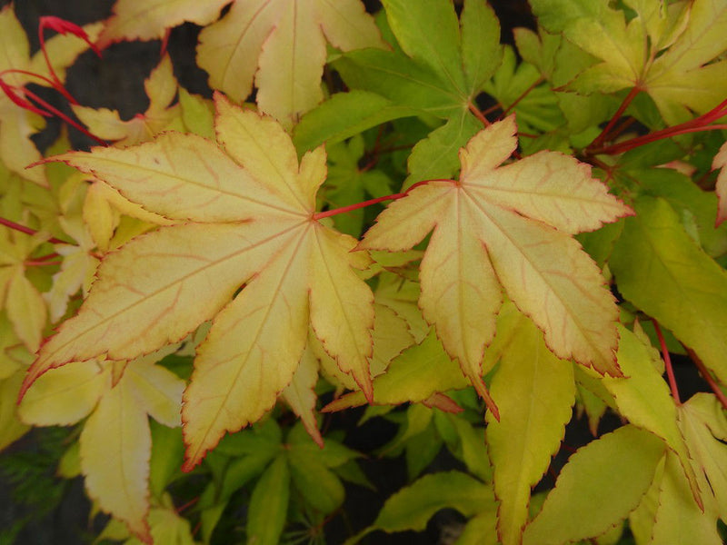 - Acer palmatum 'Usu midori' Japanese Maple - Mr Maple │ Buy Japanese Maple Trees
