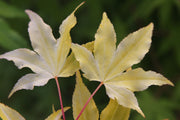 - Acer palmatum 'Usu midori' Japanese Maple - Mr Maple │ Buy Japanese Maple Trees