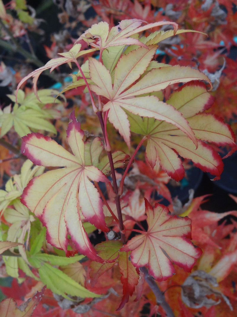 - Acer palmatum 'Usu midori' Japanese Maple - Mr Maple │ Buy Japanese Maple Trees