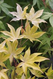 - Acer palmatum 'Usu midori' Japanese Maple - Mr Maple │ Buy Japanese Maple Trees