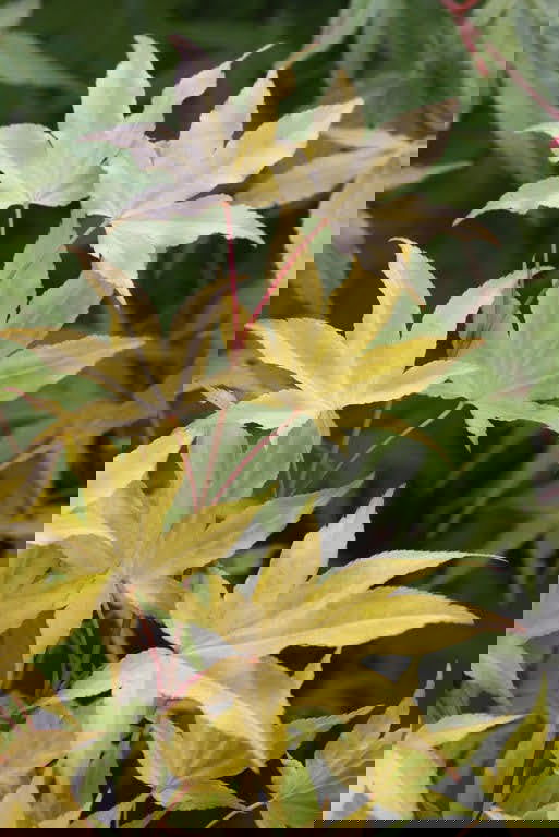 - Acer palmatum 'Usu midori' Japanese Maple - Mr Maple │ Buy Japanese Maple Trees