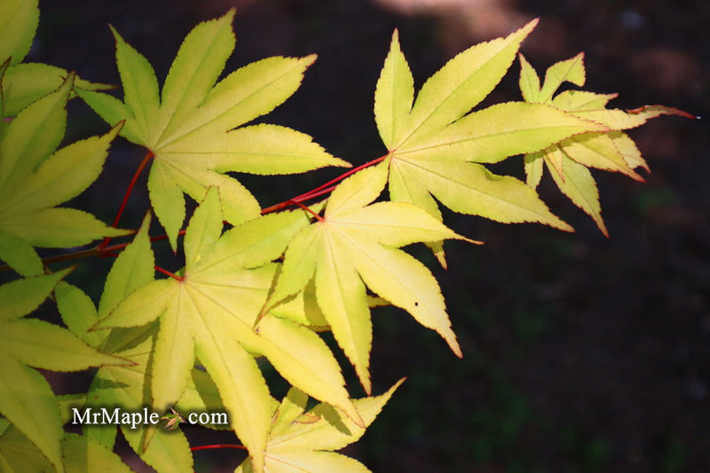 - Acer palmatum 'Usu midori' Japanese Maple - Mr Maple │ Buy Japanese Maple Trees