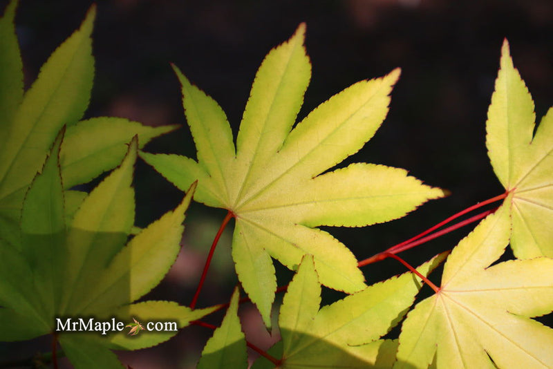 - Acer palmatum 'Usu midori' Japanese Maple - Mr Maple │ Buy Japanese Maple Trees