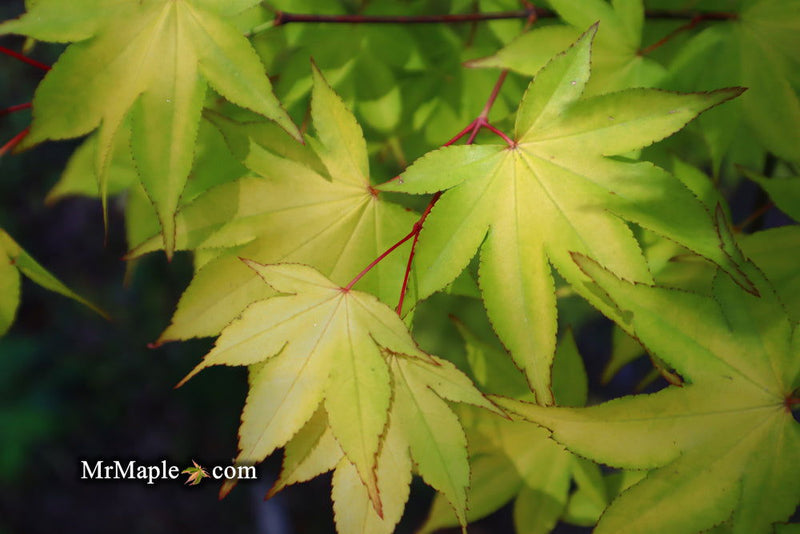 - Acer palmatum 'Usu midori' Japanese Maple - Mr Maple │ Buy Japanese Maple Trees
