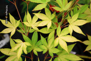 - Acer palmatum 'Usu midori' Japanese Maple - Mr Maple │ Buy Japanese Maple Trees