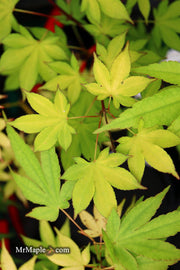 - Acer palmatum 'Usu midori' Japanese Maple - Mr Maple │ Buy Japanese Maple Trees