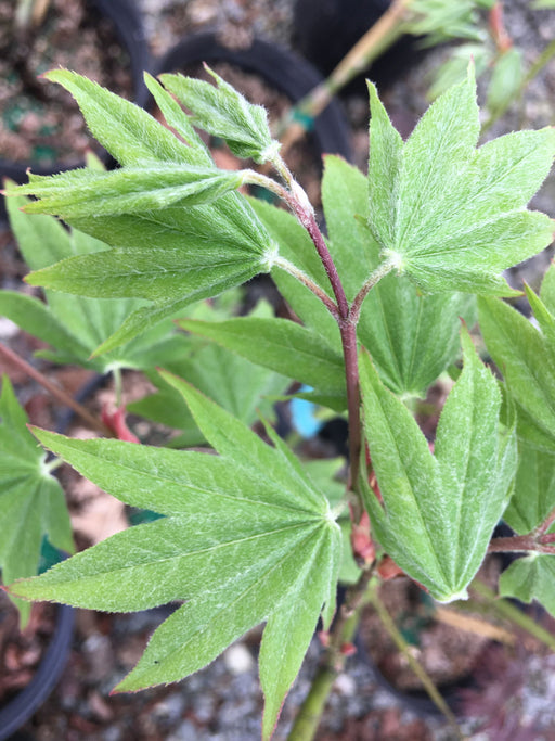 - Acer palmatum 'Utsu semi' Japanese Maple - Mr Maple │ Buy Japanese Maple Trees