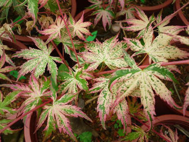 - Acer palmatum 'Uzen nishiki' Variegated Japanese Maple - Mr Maple │ Buy Japanese Maple Trees