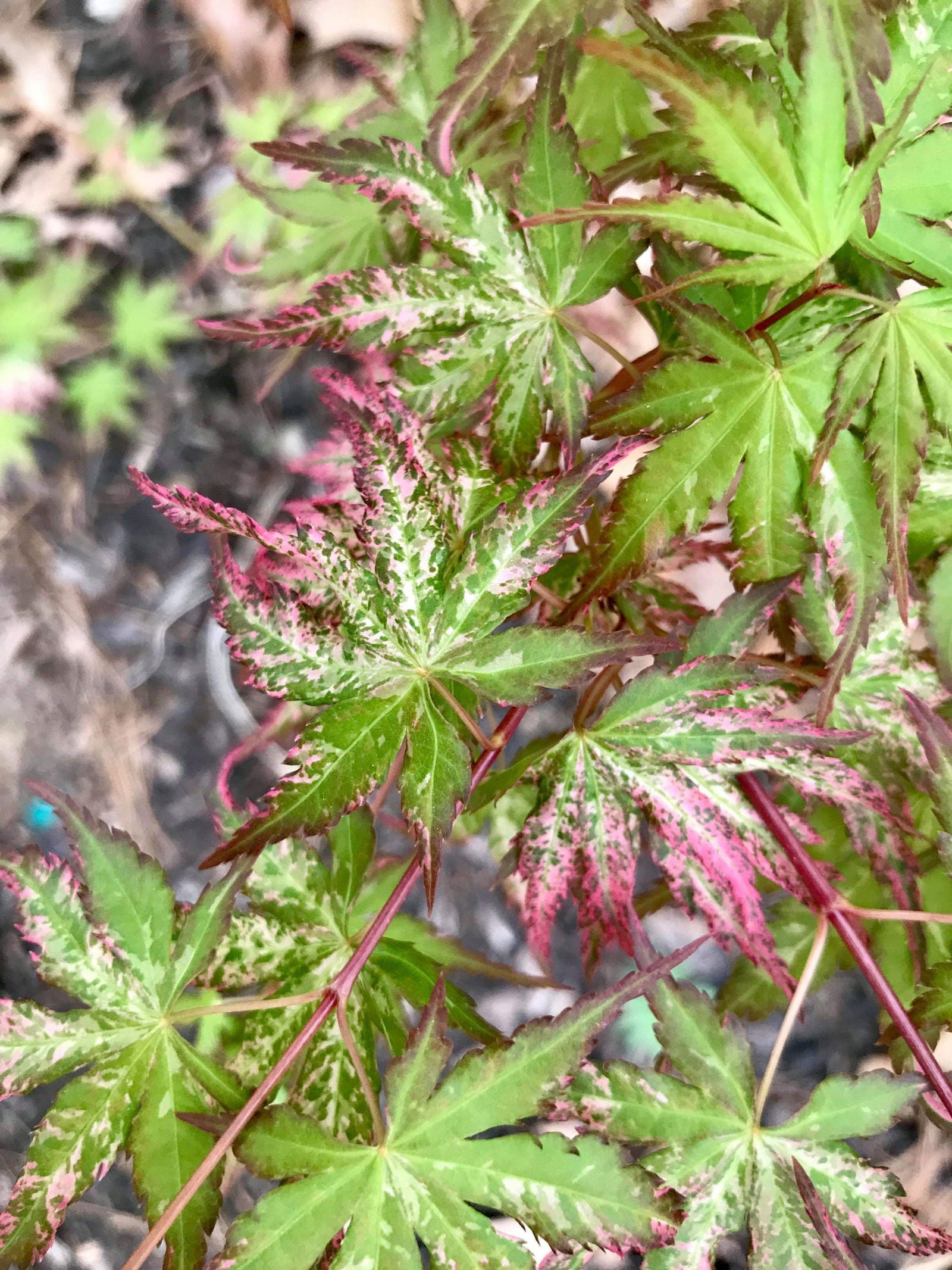 Buy Acer palmatum 'Uzen nishiki' Variegated Japanese Maple — Mr