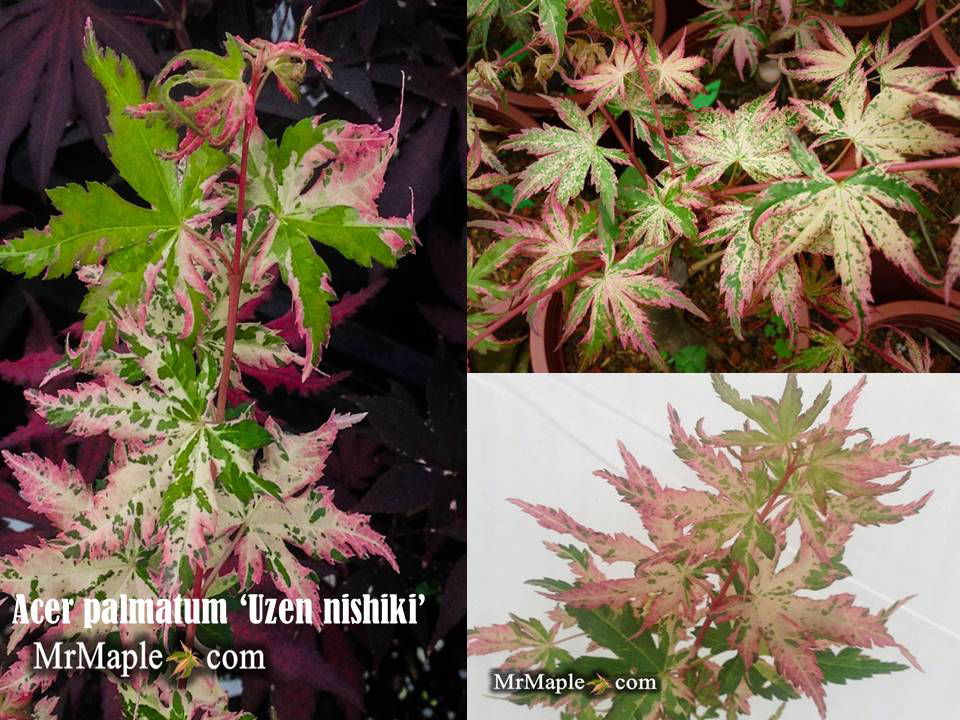 OVER FIELD MAPLE MR-2001 バット OVER FIELD MAPLE MR-2001 バット OVER FIELD MAPLE MR-2001