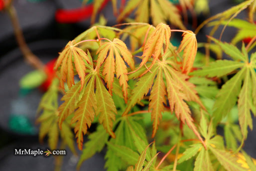 '- Acer palmatum 'Van Essen Gold' Japanese Maple - Mr Maple │ Buy Japanese Maple Trees