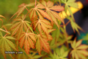 - Acer palmatum 'Van Essen Gold' Japanese Maple - Mr Maple │ Buy Japanese Maple Trees