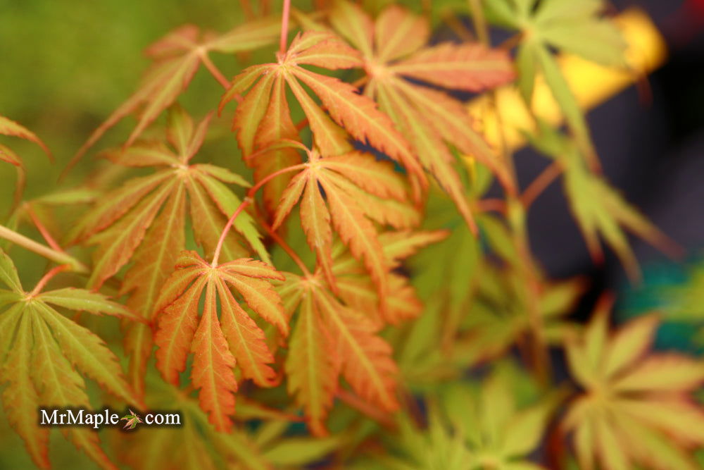 - Acer palmatum 'Van Essen Gold' Japanese Maple - Mr Maple │ Buy Japanese Maple Trees