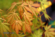 - Acer palmatum 'Van Essen Gold' Japanese Maple - Mr Maple │ Buy Japanese Maple Trees