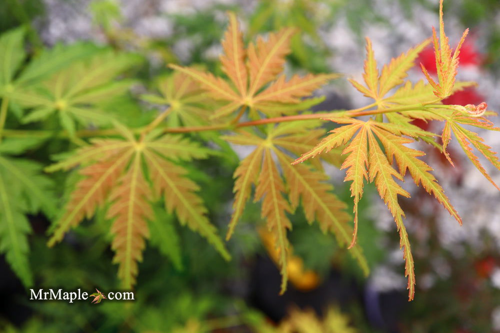 - Acer palmatum 'Van Essen Gold' Japanese Maple - Mr Maple │ Buy Japanese Maple Trees