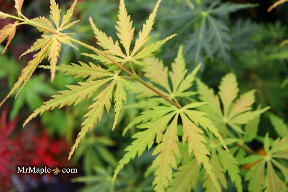 - Acer palmatum 'Van Essen Gold' Japanese Maple - Mr Maple │ Buy Japanese Maple Trees