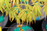 - Acer palmatum 'Van Essen Gold' Japanese Maple - Mr Maple │ Buy Japanese Maple Trees