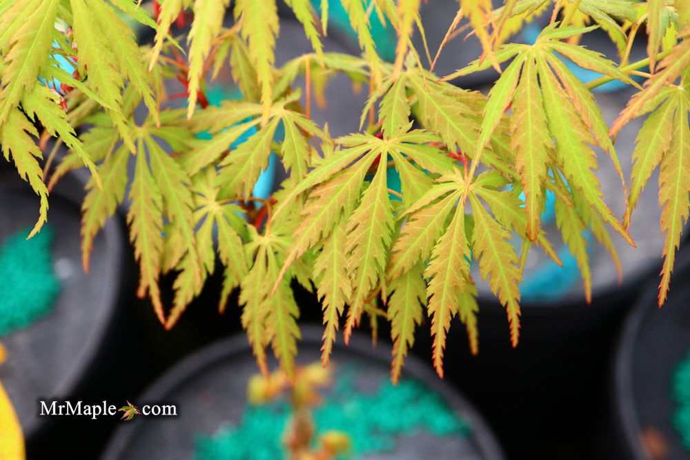 - Acer palmatum 'Van Essen Gold' Japanese Maple - Mr Maple │ Buy Japanese Maple Trees