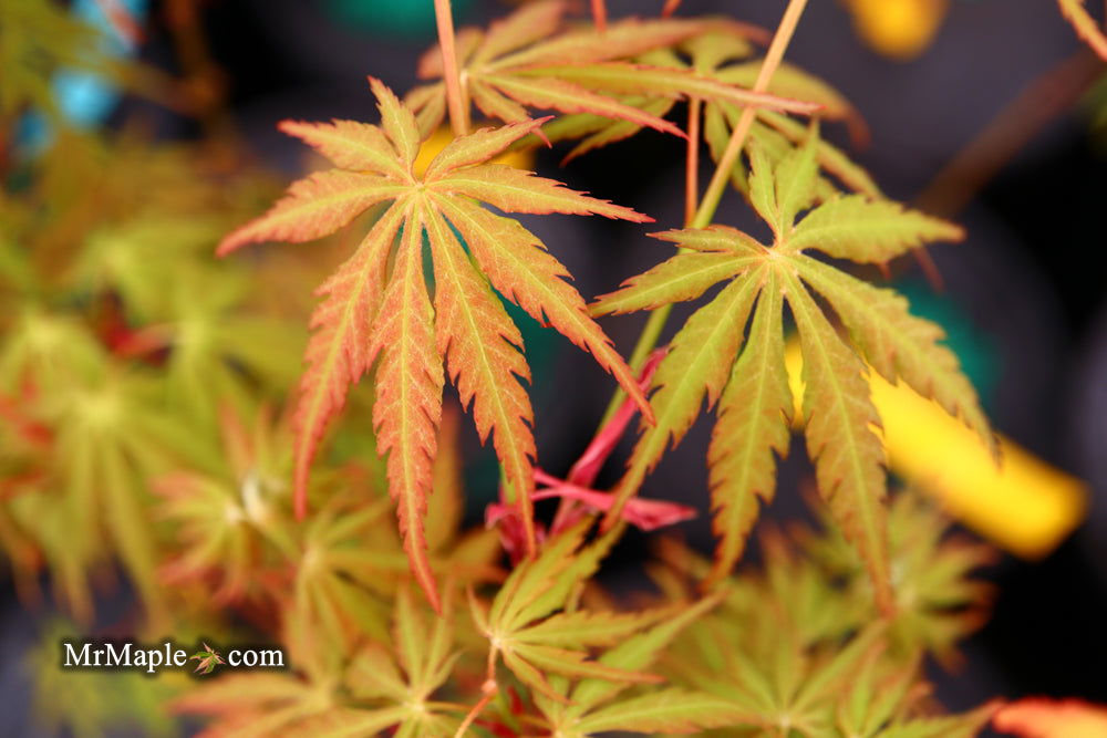 - Acer palmatum 'Van Essen Gold' Japanese Maple - Mr Maple │ Buy Japanese Maple Trees