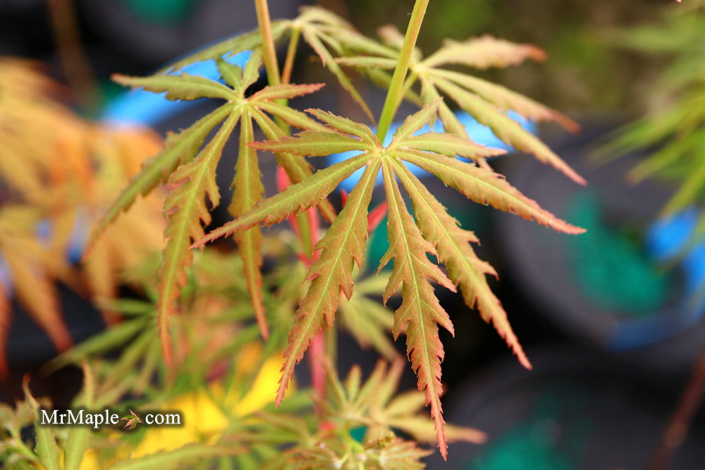 - Acer palmatum 'Van Essen Gold' Japanese Maple - Mr Maple │ Buy Japanese Maple Trees