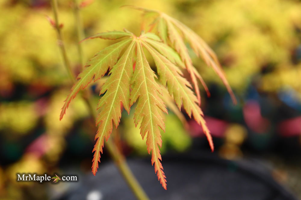 - Acer palmatum 'Van Essen Gold' Japanese Maple - Mr Maple │ Buy Japanese Maple Trees