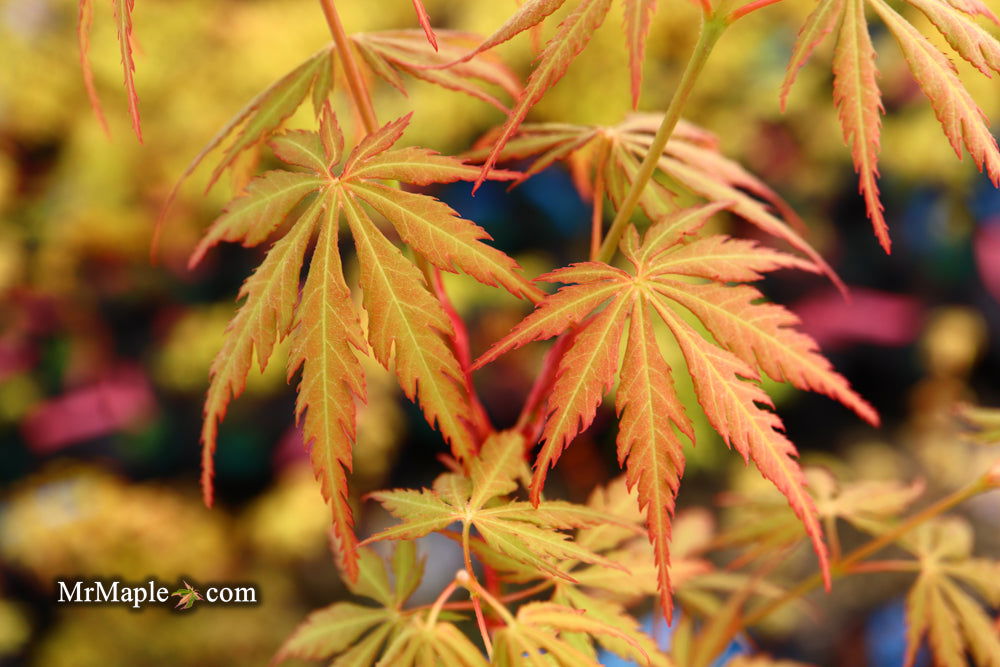 - Acer palmatum 'Van Essen Gold' Japanese Maple - Mr Maple │ Buy Japanese Maple Trees