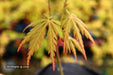 - Acer palmatum 'Van Essen Gold' Japanese Maple - Mr Maple │ Buy Japanese Maple Trees