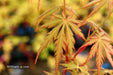 - Acer palmatum 'Van Essen Gold' Japanese Maple - Mr Maple │ Buy Japanese Maple Trees