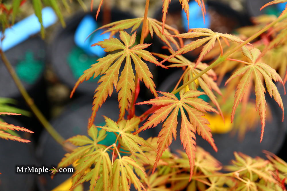 - Acer palmatum 'Van Essen Gold' Japanese Maple - Mr Maple │ Buy Japanese Maple Trees