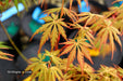 - Acer palmatum 'Van Essen Gold' Japanese Maple - Mr Maple │ Buy Japanese Maple Trees