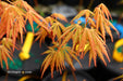 - Acer palmatum 'Van Essen Gold' Japanese Maple - Mr Maple │ Buy Japanese Maple Trees