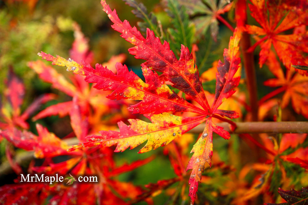 - Acer palmatum 'Van Essen Gold' Japanese Maple - Mr Maple │ Buy Japanese Maple Trees