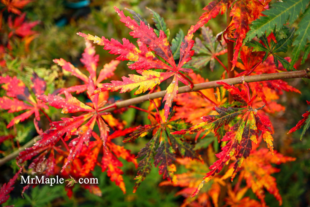 - Acer palmatum 'Van Essen Gold' Japanese Maple - Mr Maple │ Buy Japanese Maple Trees