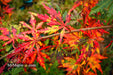 - Acer palmatum 'Van Essen Gold' Japanese Maple - Mr Maple │ Buy Japanese Maple Trees