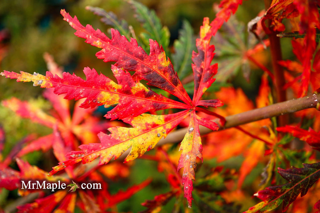 - Acer palmatum 'Van Essen Gold' Japanese Maple - Mr Maple │ Buy Japanese Maple Trees