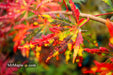 - Acer palmatum 'Van Essen Gold' Japanese Maple - Mr Maple │ Buy Japanese Maple Trees