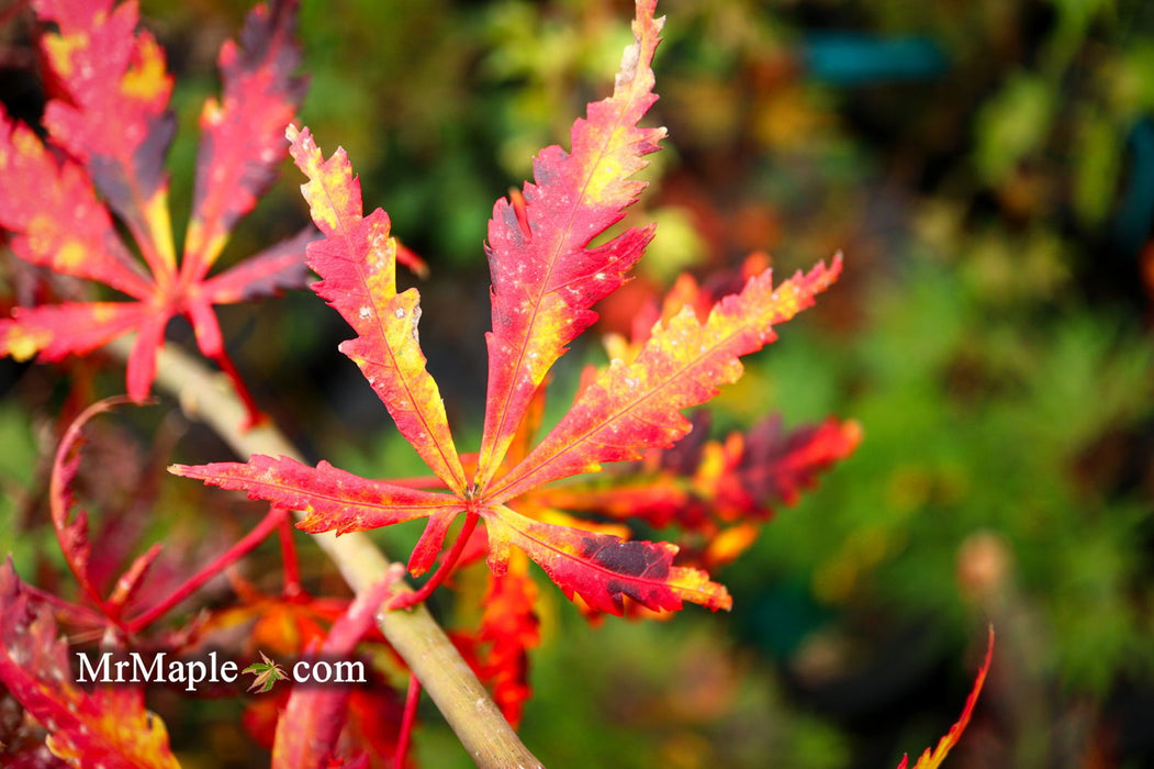 - Acer palmatum 'Van Essen Gold' Japanese Maple - Mr Maple │ Buy Japanese Maple Trees