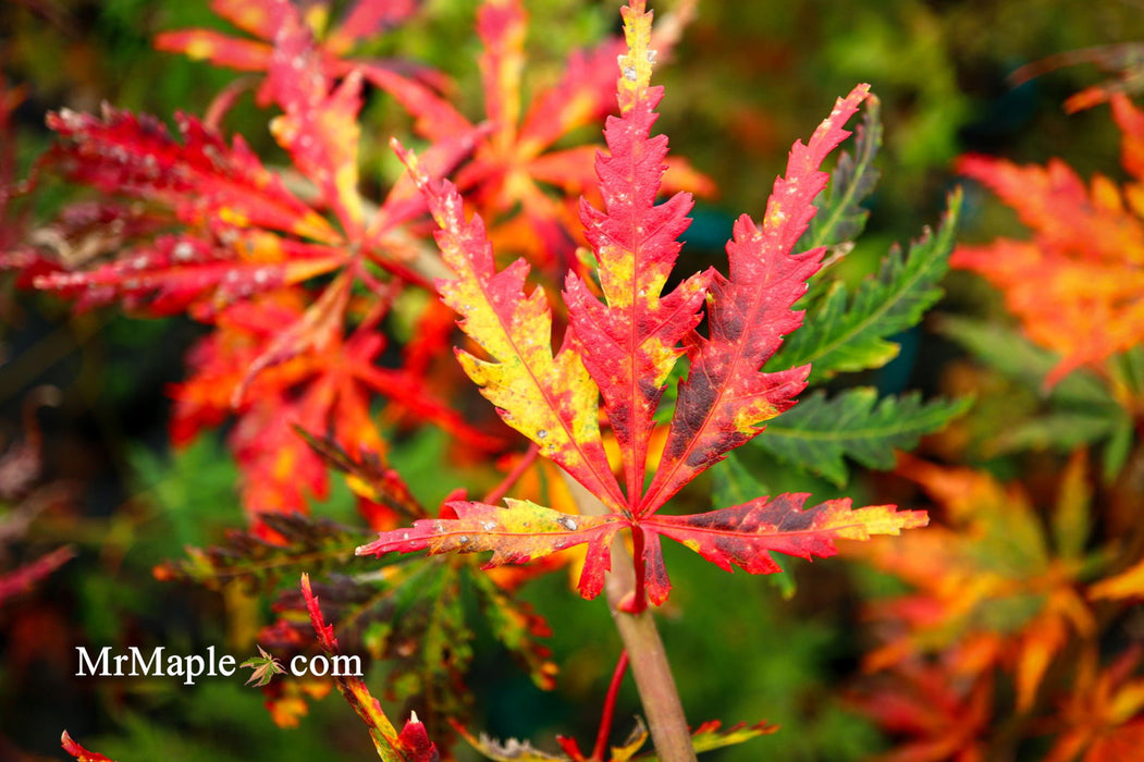 - Acer palmatum 'Van Essen Gold' Japanese Maple - Mr Maple │ Buy Japanese Maple Trees