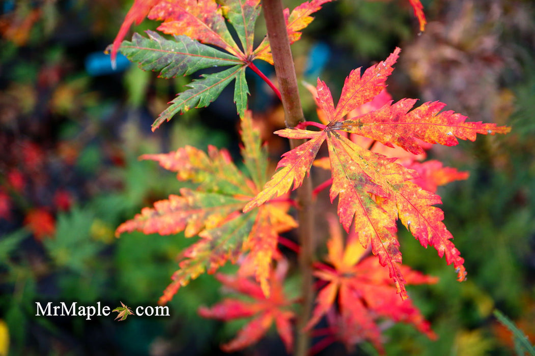 - Acer palmatum 'Van Essen Gold' Japanese Maple - Mr Maple │ Buy Japanese Maple Trees