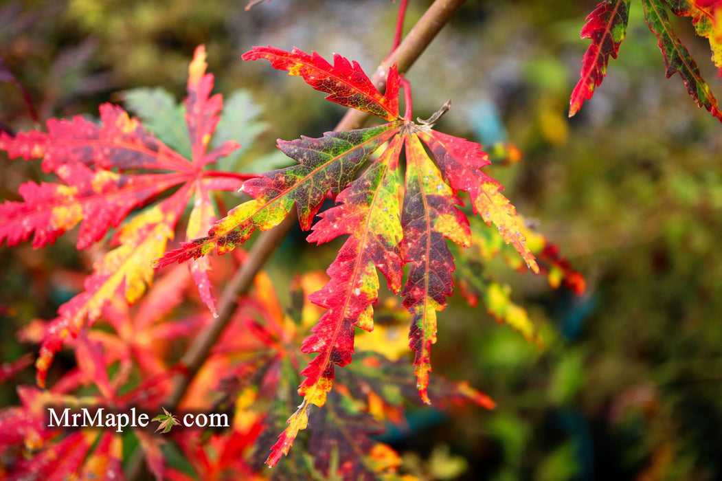 - Acer palmatum 'Van Essen Gold' Japanese Maple - Mr Maple │ Buy Japanese Maple Trees