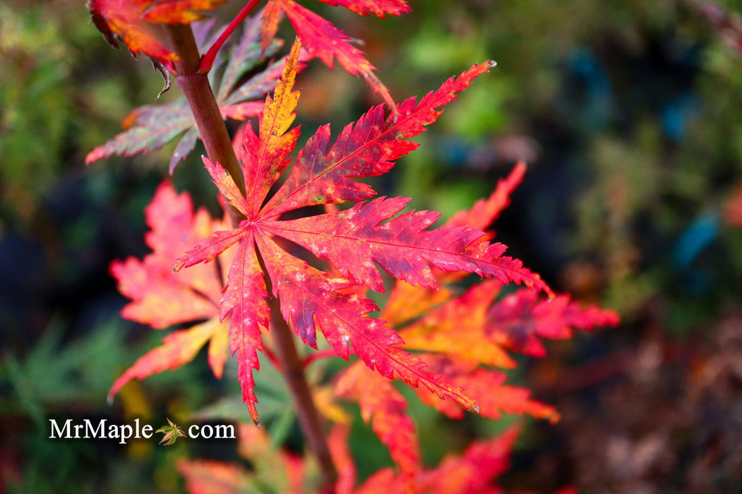 - Acer palmatum 'Van Essen Gold' Japanese Maple - Mr Maple │ Buy Japanese Maple Trees