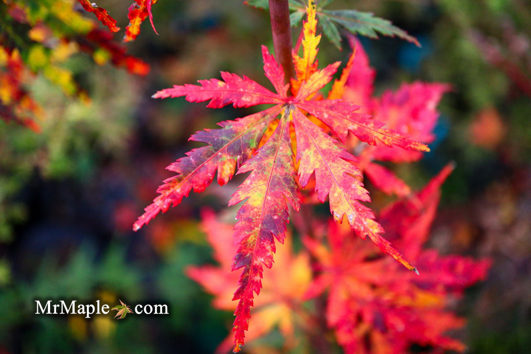 - Acer palmatum 'Van Essen Gold' Japanese Maple - Mr Maple │ Buy Japanese Maple Trees