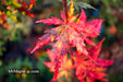 - Acer palmatum 'Van Essen Gold' Japanese Maple - Mr Maple │ Buy Japanese Maple Trees