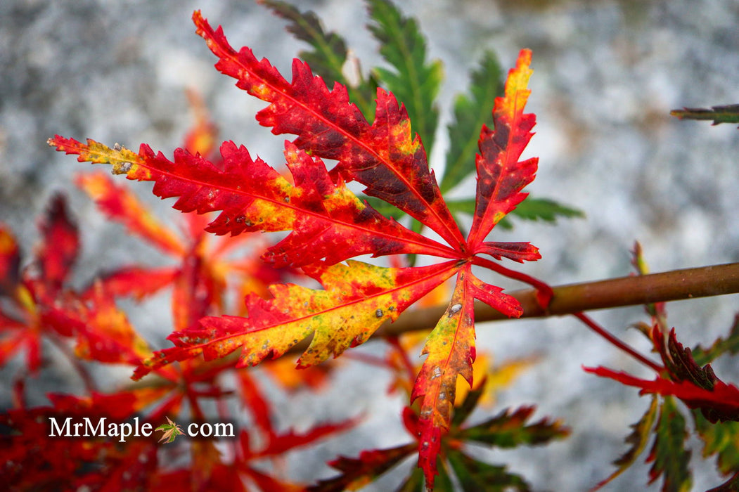 - Acer palmatum 'Van Essen Gold' Japanese Maple - Mr Maple │ Buy Japanese Maple Trees