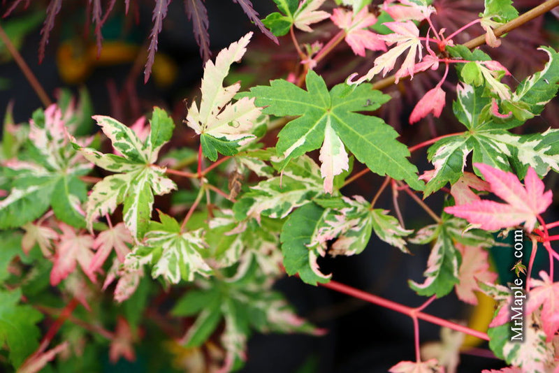 - Acer palmatum 'Verdant Pavillion' Pink Variegated Japanese Maple - Mr Maple │ Buy Japanese Maple Trees